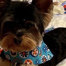 Yorkshire Terriers from Dripping Springs