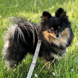 Sonic - Pomeranian