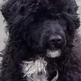 Sandy - Portuguese Water Dog
