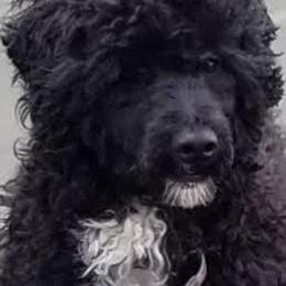 Sandy - Portuguese Water Dog