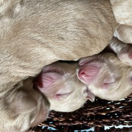 Labradoodle Puppies from Silver State Labradoodles