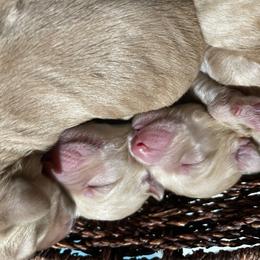 Labradoodle Puppies from Silver State Labradoodles