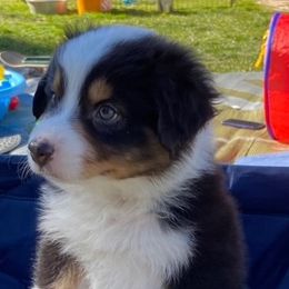Australian Shepherds from Vista Del Sol Australian Shepherds