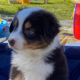 Australian Shepherds from Vista Del Sol Australian Shepherds