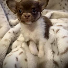 Ronnie - Chocolate and white male Chihuahua puppy in New Bedford, Massachusetts from Roark Pack Chihuahua's & Pomsky's