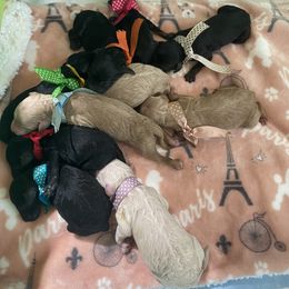Poodle Puppies from Encantos Standard Poodles PR