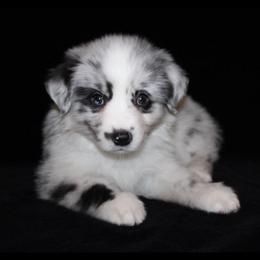 Stella - Blue merle female Australian Shepherd puppy in Colorado Springs, Colorado from Storm and Sage Australian Shepherds