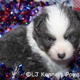 Reaper - Blue male Pomsky puppy in Centerville, Iowa from LJ Kennels Pomskies, LLC