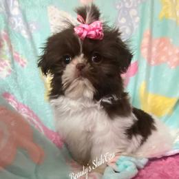 Tiny Piper-New pics and video - Liver and white female Shih Tzu puppy in Lawrenceville, Georgia from Beauty's Shih Tzu (Georgia)