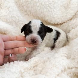 Dumplin - Parti male Poodle puppy in Chapel Hill, North Carolina from Cyndi’s Poodles