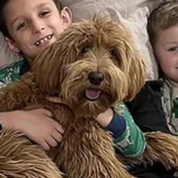 Quinn - Australian Labradoodle