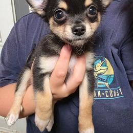 Rex - Black and white male Chihuahua puppy in Wytheville, Virginia from Southwest Virginia Chihuahua