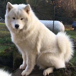 Samoyeds from StormCloud Samoyeds