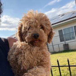 Marla - Poodle