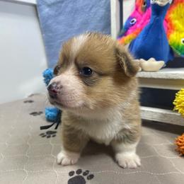 Luke - Sable male Pembroke Welsh Corgi puppy in Apison, Tennessee from Ashmore Corgis