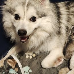 Pomskies from Idaho Pomsky