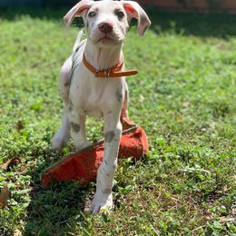 Great Dane Puppies from Night Magic Danes