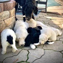 "Feeding time! And dad was just checking in. " Double Doodle Puppies from Móraí’s Doodles