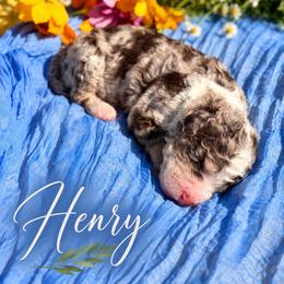 Henry - Chocolate merle male Bernedoodle puppy in Burbank, Ohio from Berns & Doodles