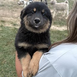 Runt - Black tri-color female Australian Shepherd puppy in Eolia, Missouri from Barefoot Kennel