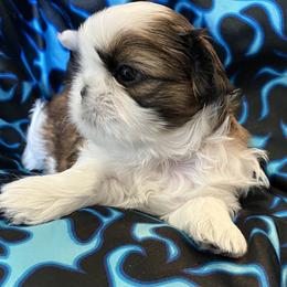 Braxton - Red and white male Shih Tzu puppy in Silver Lake, Oregon from Bling Shih Tzu