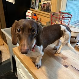 Bailey - Dachshund
