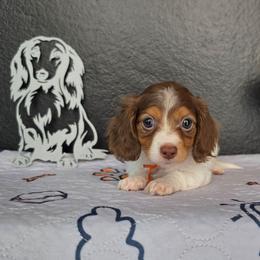 Nami - Piebald female Dachshund puppy in Las Piedras from New Empire Kennels