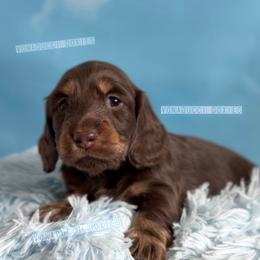 Cessna - Chocolate and tan female Dachshund puppy in Chandler, Arizona from Vonaducci Doxies, LLC.