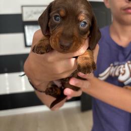 Roxy - Chocolate and tan female Dachshund puppy in Tomball, Texas from Gutierrez House of Doxies