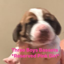 Basset Hound Puppies from Three Boys Bassets
