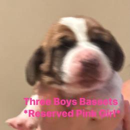 Basset Hound Puppies from Three Boys Bassets