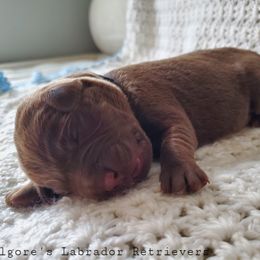 Labrador Retriever Puppies from Kilgore’s Labrador Retrievers
