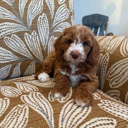 Holly - Red  female Goldendoodle puppy in Jones, Michigan from KaZoo Doodles