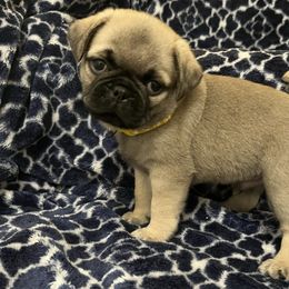 Pugs from Teresa Hargreaves