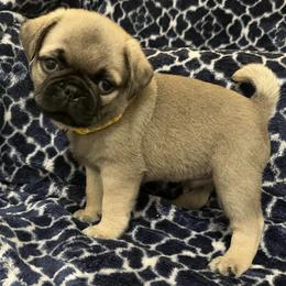 Pugs from Teresa Hargreaves
