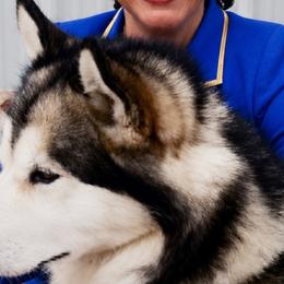Crooner - Alaskan Malamute