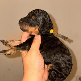 Carina - Phantom female Poodle puppy in Toledo, Ohio from Exquisite Dalmatians & Standard Poodles