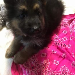 German Shepherd Puppies from Hacker Haus GSDs
