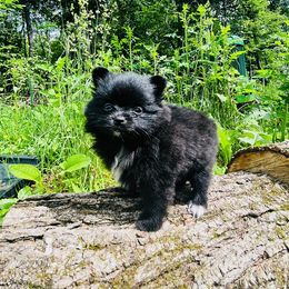 Dolce - Black female Pomeranian puppy in Buck Valley, Pennsylvania from Buck Valley Pomeranians