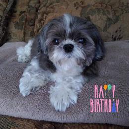 Shih Tzu Puppies from Pams precious shih tzus