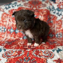 Hank - Red & white male Miniature Australian Shepherd puppy in Mount Airy, Georgia from North Georgia Gems