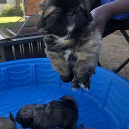 Pekingese Puppies from Pekingese Forever Home