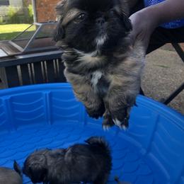 Pekingese Puppies from Pekingese Forever Home