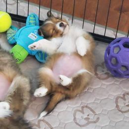 Shetland Sheepdog Puppies from Armitage Shetland Sheepdogs