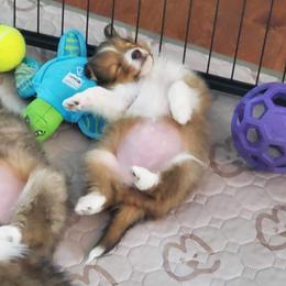 Shetland Sheepdog Puppies from Armitage Shetland Sheepdogs