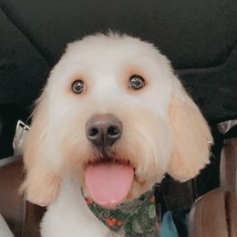 Bailey - Goldendoodle