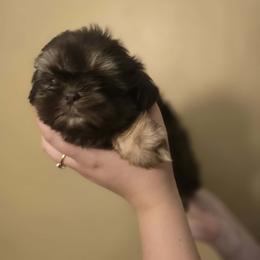 Puppy 2 - Chocolate and tan male Shih Tzu puppy in Norris City, Illinois from Dainty and Darling Shih Tzu