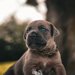 Boxer and Cane Corso Puppies from Soaring Royalty Canines LLC