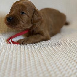 Boy 1 - Red male Australian Labradoodle puppy in Waco, Texas from RainPuddle's Labradoodles