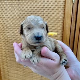 "June at 2 Weeks" Goldendoodle Puppies from Our Golden Willow